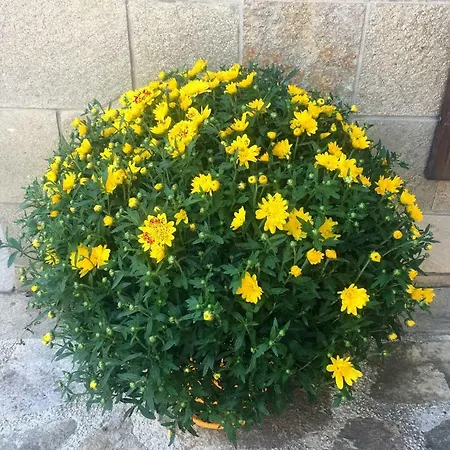 Апартаменты Snow -