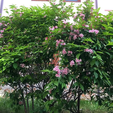 Snow - Апартамент *